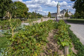 Vigne au Champ de Juillet