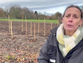 Au Cavou, la haie reprend