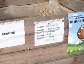 Limoges, ville nourricière : distribution de pommes de terre