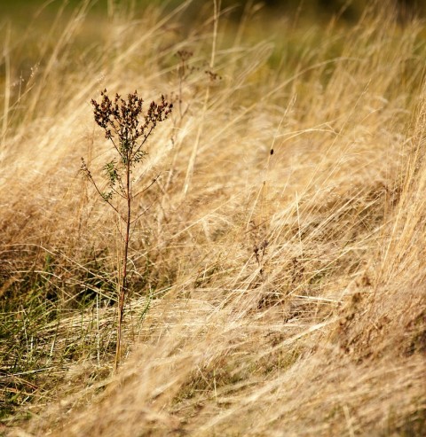 sécheresse dans une prairie