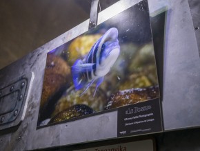 Agrandir l'image