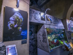 Agrandir l'image